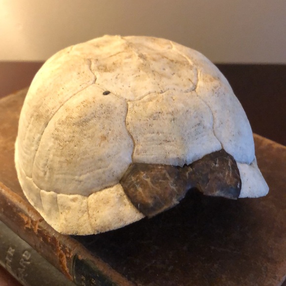 Box Turtle Shell Found In Nature - Picture 4 of 7